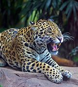 Image result for Panama Native Animals