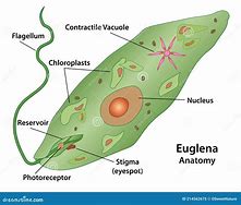 Image result for Euglena Nucleus