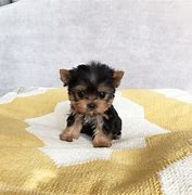 Image result for Cute Little Puppy Teacup Yorkie