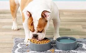 Image result for Dog Food Treat Mat