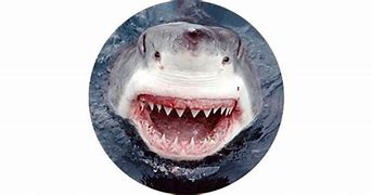 Image result for Sharck Jaws