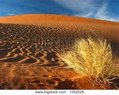 Image result for Dry Desert Grass