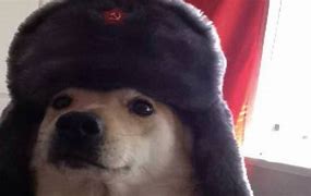 Image result for Soviet Dog PFP