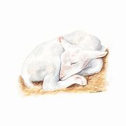 Image result for Baby Lamb Sketches