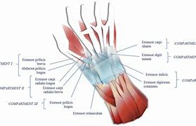 Image result for Anatomy of Extensor Tendon