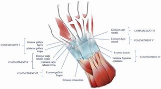 Image result for Common Extensor Tendon Anatomy