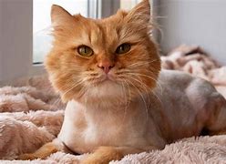 Image result for Lions Mame for a Cat