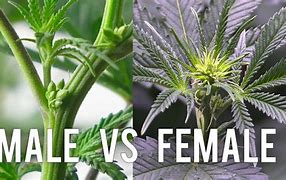 Image result for Male vs Female Cannabis Plant