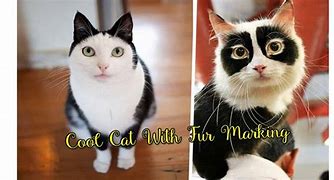 Image result for Cat Markings Chart