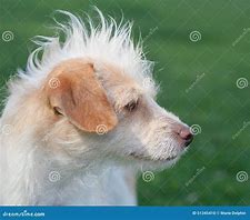 Image result for Agressive Dog Mohawk