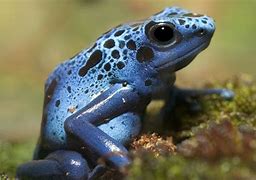 Image result for Poison Dart Tree Frog