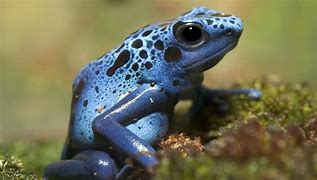 Image result for Poison Dart Frog Animal