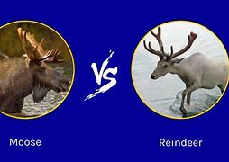 Image result for Moose Reindeer Whipsnade Zoo