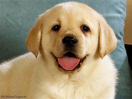 Image result for Smiling Dog No Chair