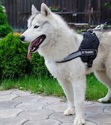 Image result for Husky Dog Harness