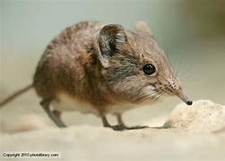 Image result for Shrew Animal