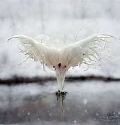 Image result for Albino Crow