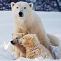 Image result for Polar Bear Global Warming