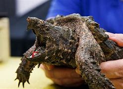 Image result for Alligator Snapping Turtle Tattoo