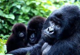 Image result for Congo Gorilla