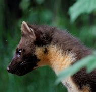 Image result for Black Pine Marten