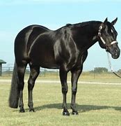 Image result for Brown Quarter Horse Stallion