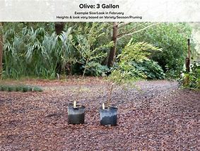 Image result for Most Cold-Hardy Olive Tree Mission