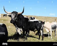 Image result for Nguni Cattle Skins