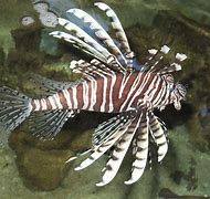 Image result for The Lionfish