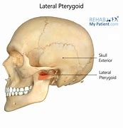 Image result for Pterygoid Plate