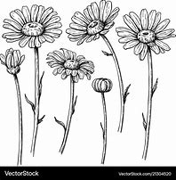 Image result for Hand Drawn Daisy Flower