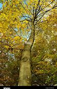 Image result for Autumn Sunset Maple Tree