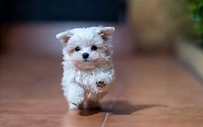 Image result for Adorable Maltese