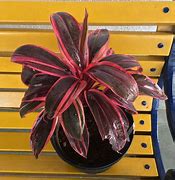 Image result for Dracaena Merah