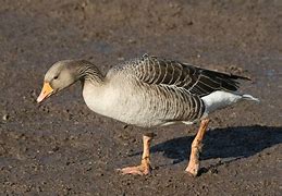 Image result for Greylag Goose Egg Roll