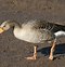 Image result for Greylag Goose Egg Roll