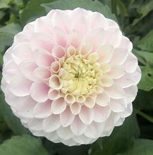 Image result for Pink Pop Dahlia