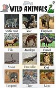 Image result for Every Kind of Animal