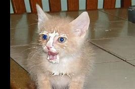 Image result for Cat with Milk Face