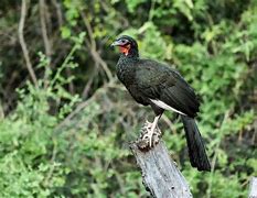 Image result for White-winged Guan