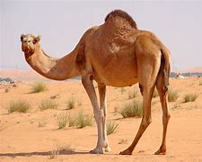 Image result for Arabian Mule