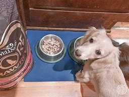 Image result for Dog Food Treat Mat