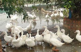 Image result for baby white ducks names