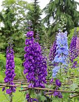 Image result for Delphinium Garden