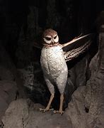 Image result for Mega Beon Owl