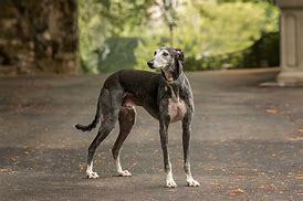 Image result for Galgo Dog Breed