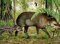 Image result for Tapir Wallpaper