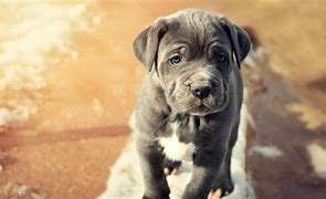 Image result for Girl Blue Dog