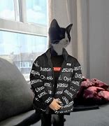 Image result for Drip Fry Cat