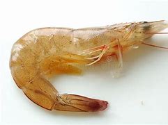 Image result for Shrimp Close Up